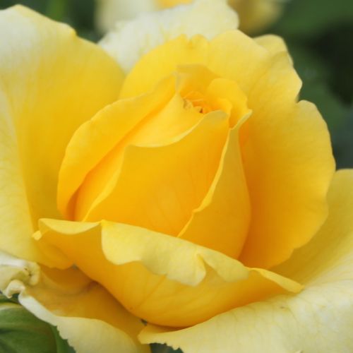 Online rózsa rendelés - Sárga - climber, futó rózsa - nem illatos rózsa - Rosa Rimosa® Gpt - Meilland International - Bőséges virágzású, folyamatos virágzású, citromsárga futórózsa.